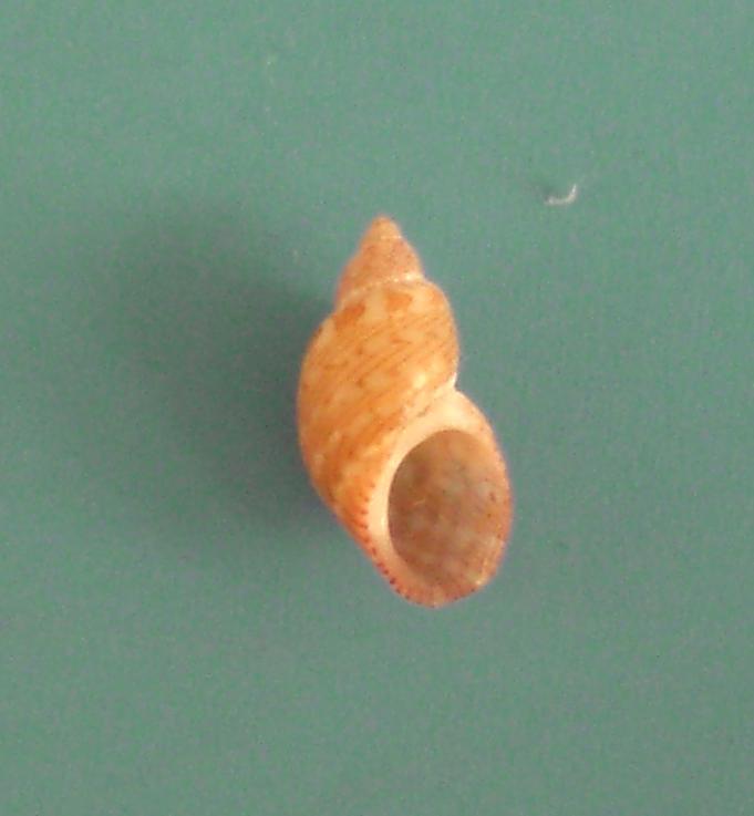 Tricolia da determinare